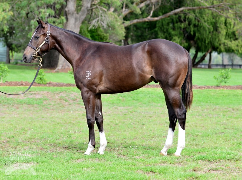 Dream Ahead (USA) / Fatoon (AUS) - photo 1