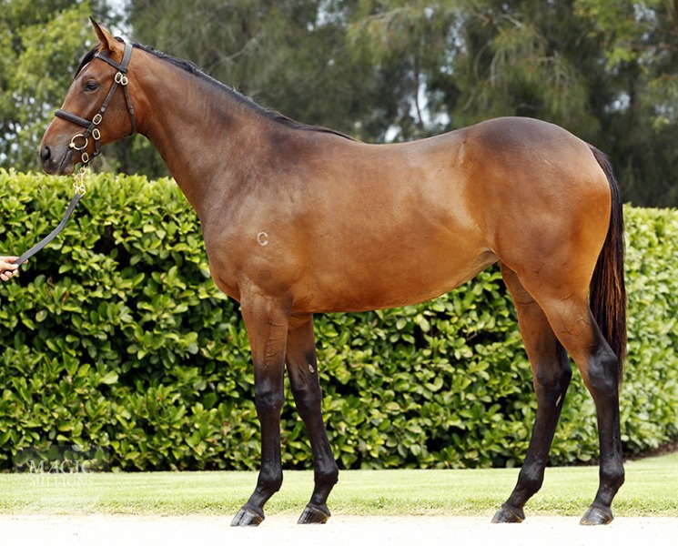 Arazona (AUS) - photo 1