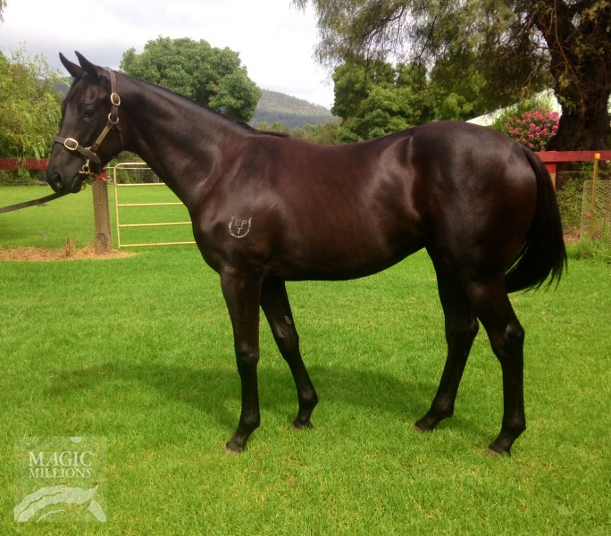 Black On Gold (AUS) - photo 1