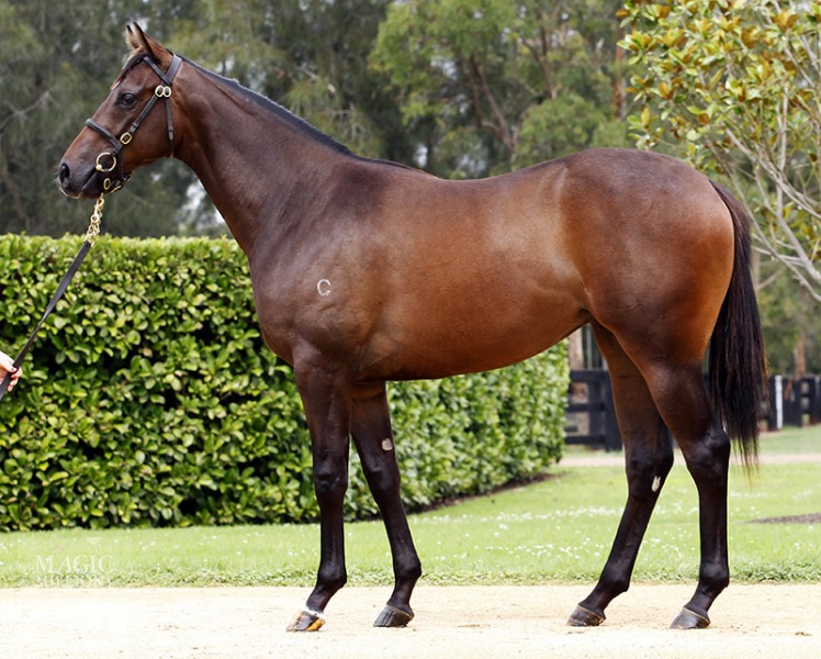 Redoute's Choice (AUS) / Forest Native (USA) - photo 1
