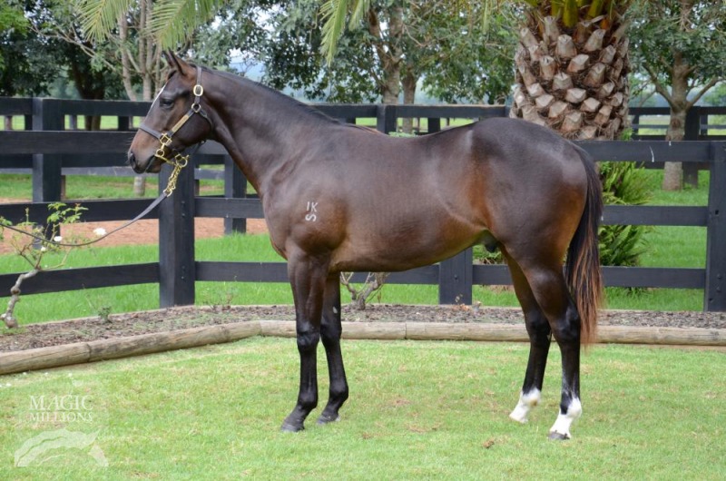 Stryker (AUS) / Fortune Of War (AUS) - photo 1