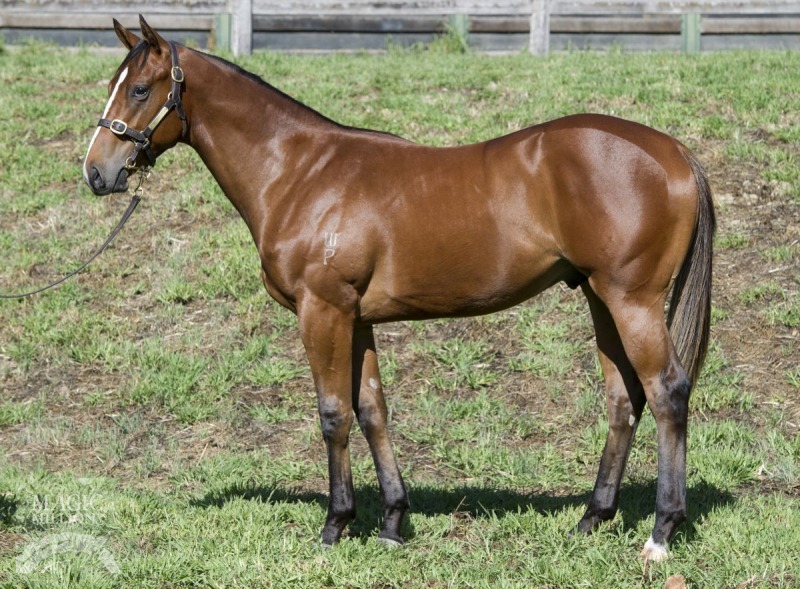 Celerite (AUS) - photo 1