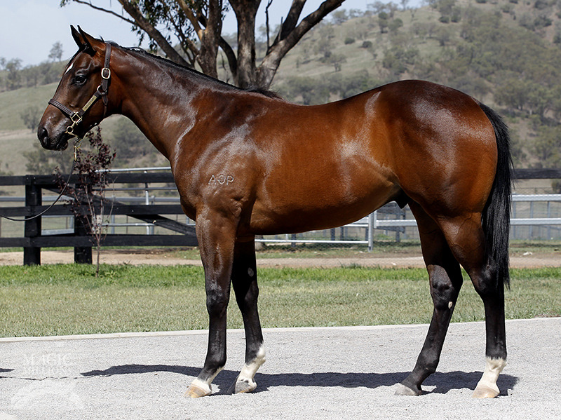 Omiya (AUS) - photo 1