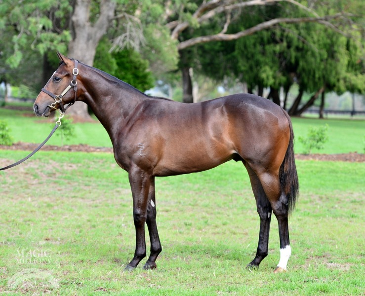 Al Maher (AUS) / Golden Edict (USA) - photo 1