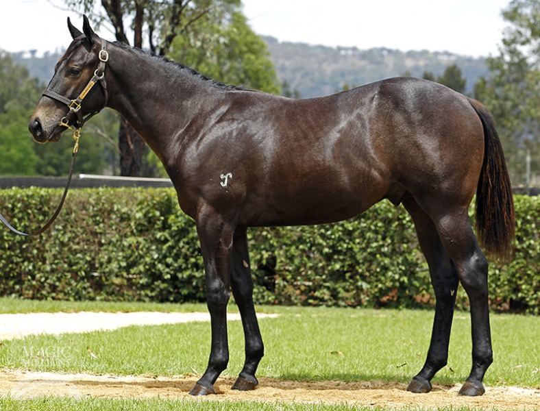 Hinchinbrook (AUS) / Graphite Lass (AUS) - photo 1