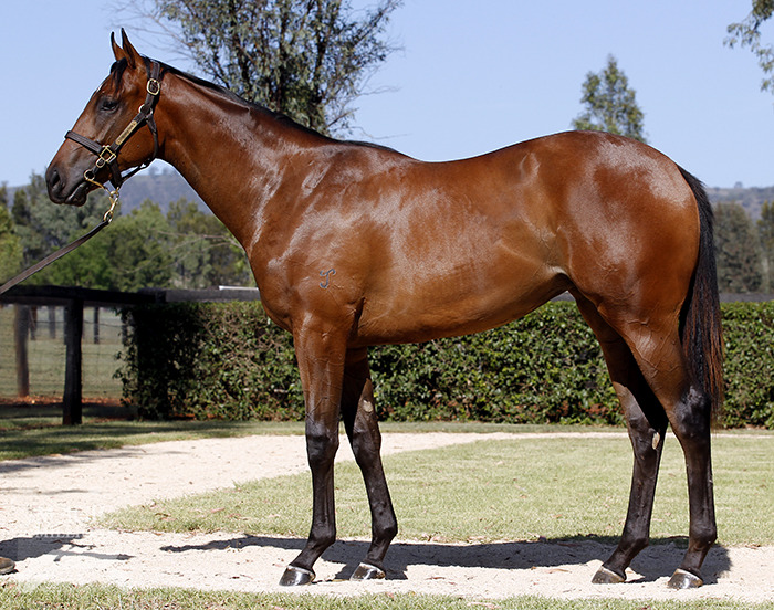 Criquette (AUS) - photo 1