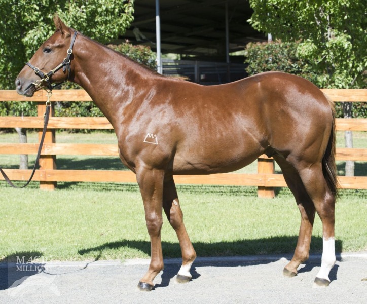 Seramasa (AUS) - photo 1