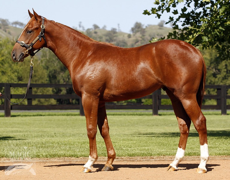 Orientex (AUS) - photo 1