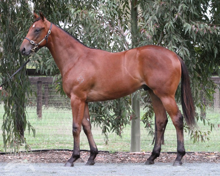 Pub Grub (AUS) - photo 1