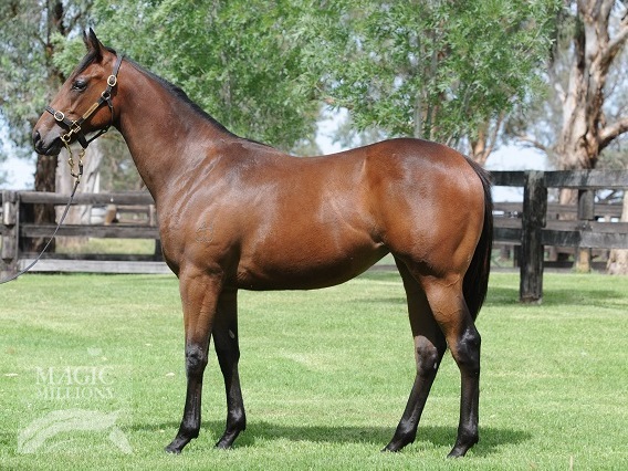 Sugar Bella (AUS) - photo 1