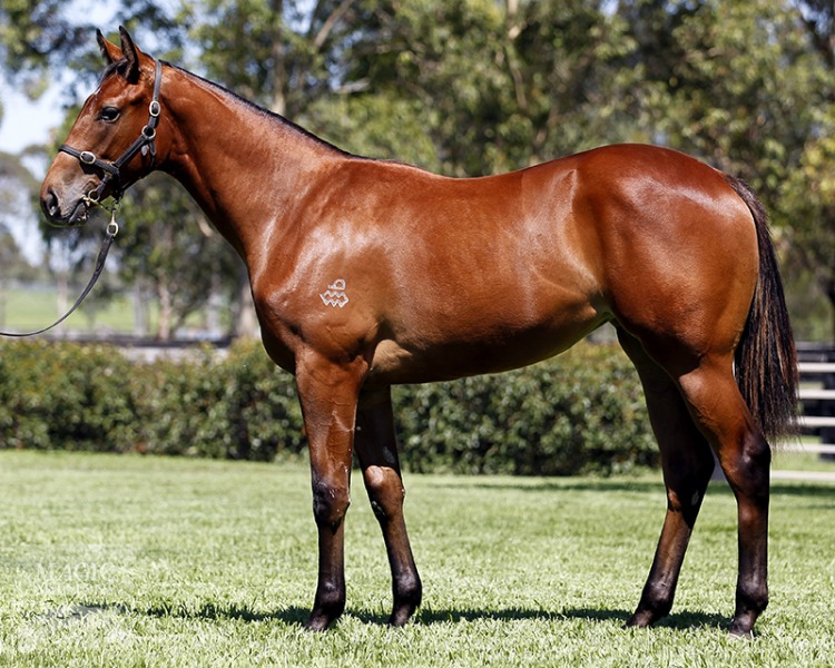 Multichoice (AUS) - photo 1