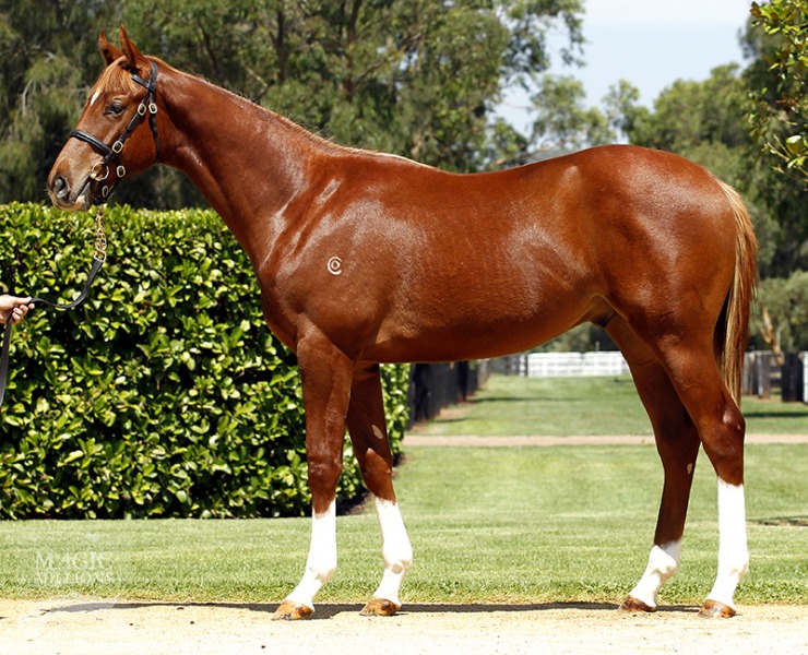 Choisir Socks (AUS) - photo 1