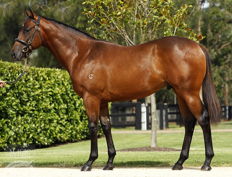 Henrythenavigator (USA) / Imperial Beauty (USA) - photo 1