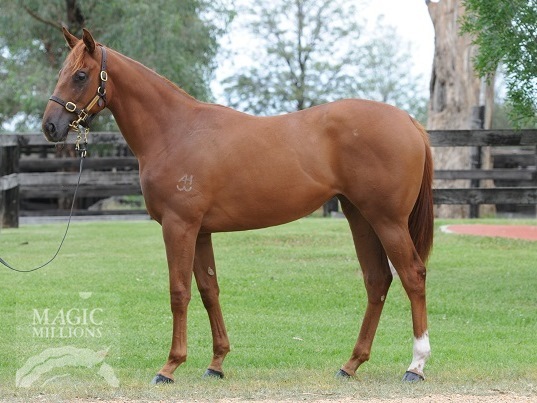 Flying Spur (AUS) / Inchita (AUS) - photo 1