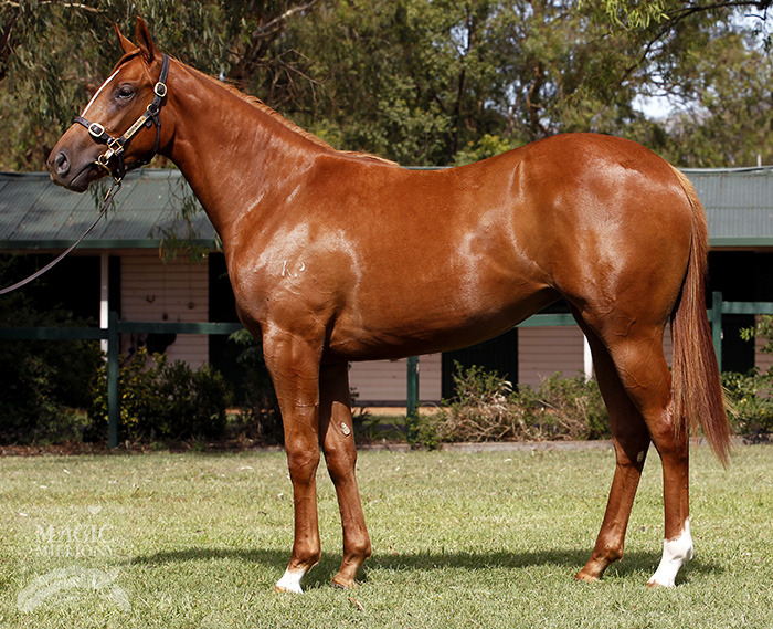 Mantilla (AUS) - photo 1