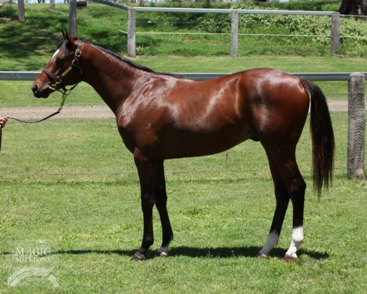 Snitzel (AUS) / Jerusha (AUS) - photo 1