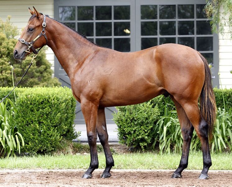 Kotinos (AUS) - photo 1