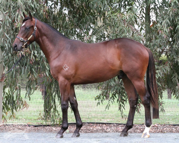 Artillery (AUS) - photo 1