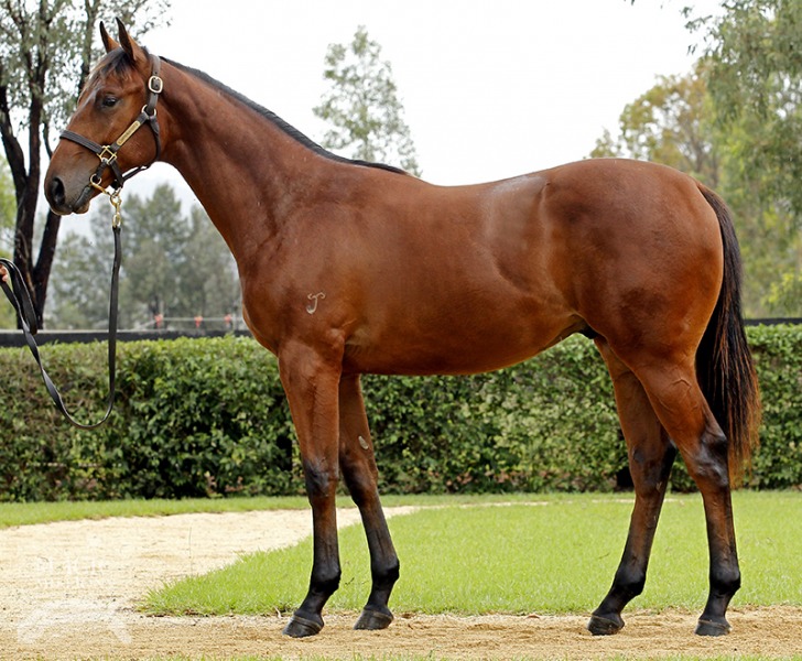 Magic Albert (AUS) / Karalee (AUS) - photo 1