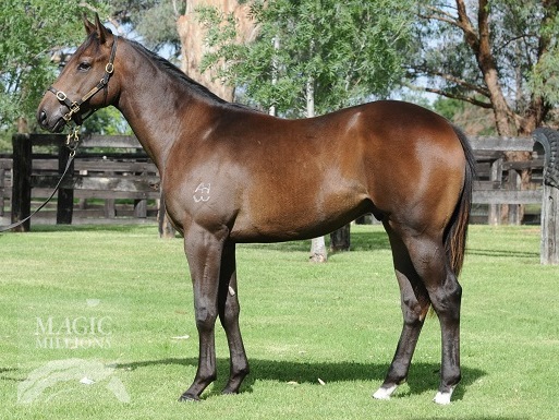 Hutcho (AUS) - photo 1