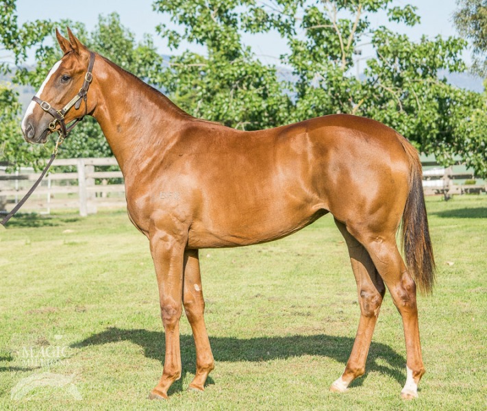 Call Me Sachi (AUS) - photo 1