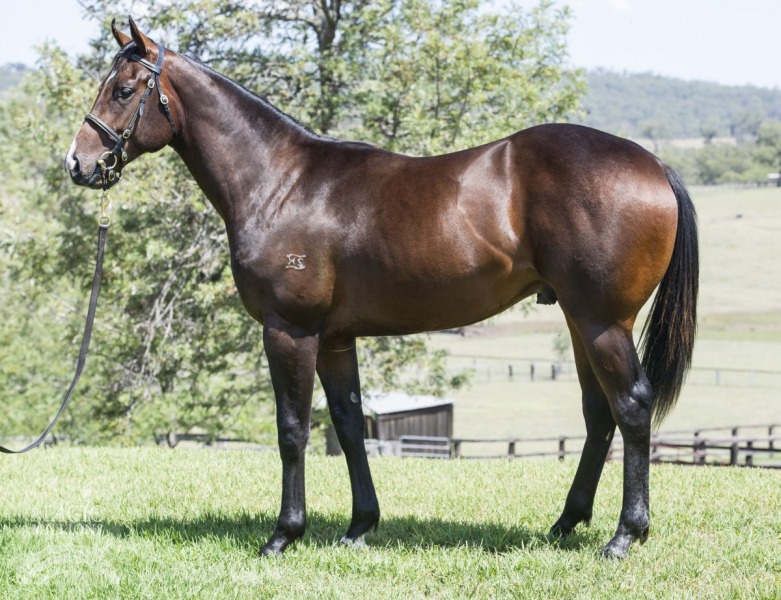 Sebring (AUS) / Lago Joy (AUS) - photo 1