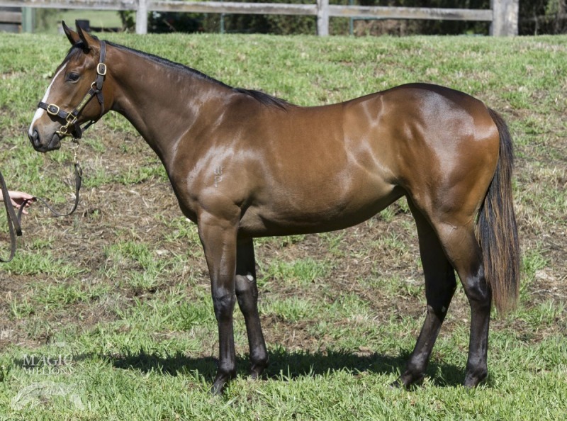 Snitzel (AUS) / Lassiter's Cat (AUS) - photo 1