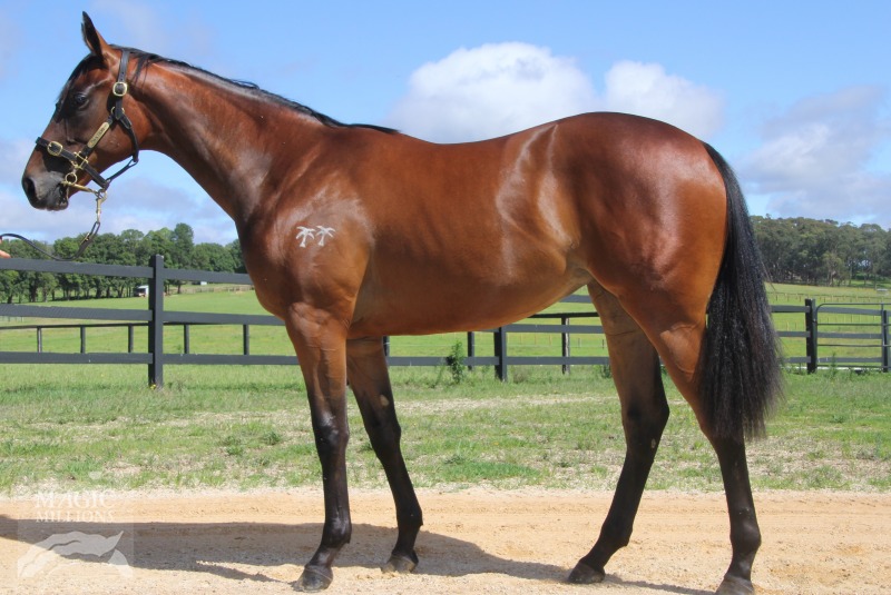 Lady Of War (AUS) - photo 1