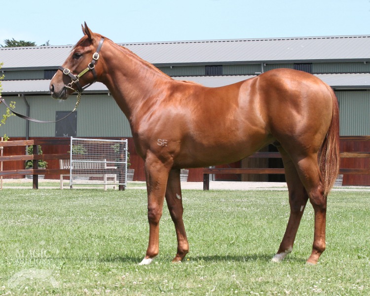 Native Luck (AUS) - photo 1