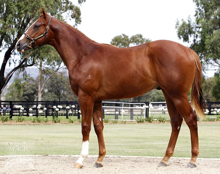 Starcraft (NZ) / Libor Lady (USA) - photo 1