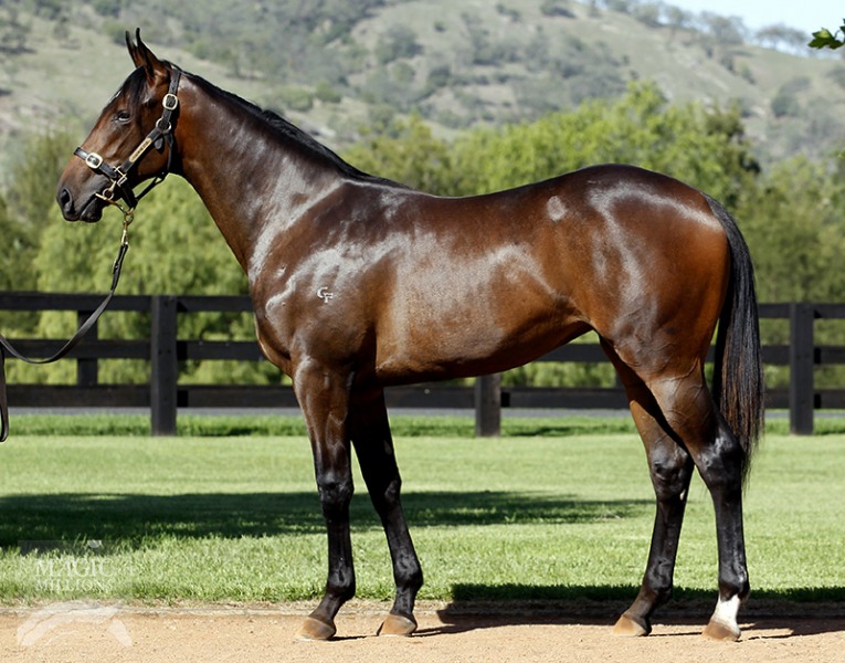 Smart Stiletto (AUS) - photo 1