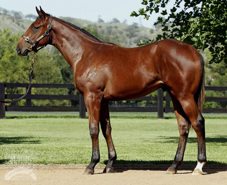 Sepoy (AUS) / Lucida (AUS) - photo 1