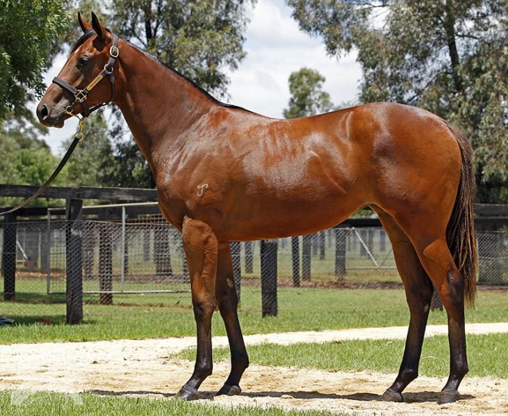 Denman (AUS) / M'Lady Pedrille (AUS) - photo 1