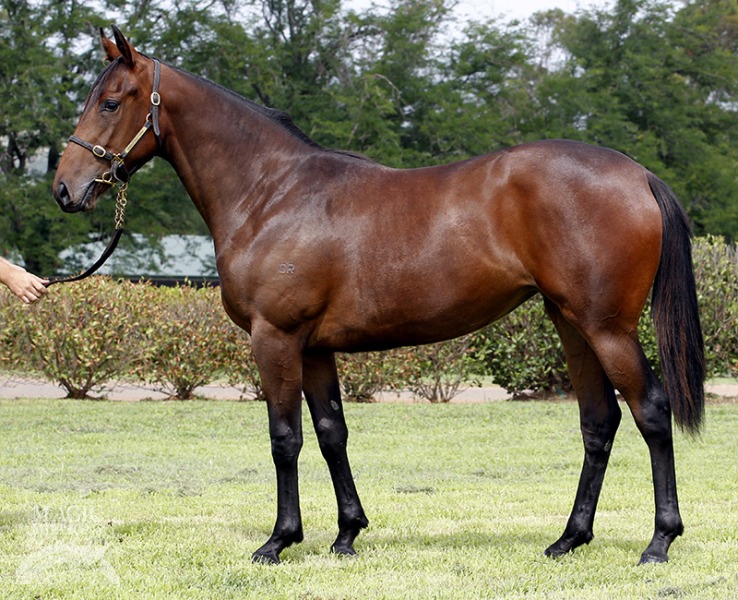 Madam Mouton (AUS) - photo 1