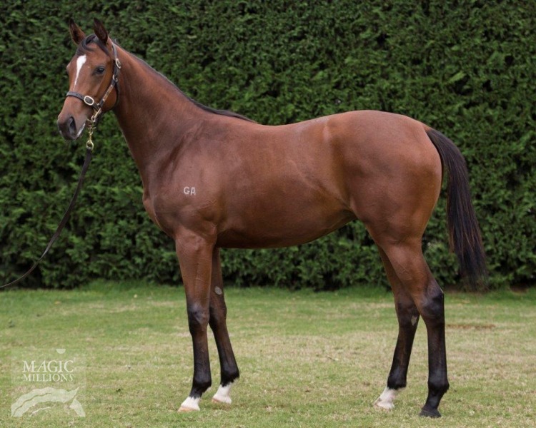 Toffee Nose (AUS) - photo 1