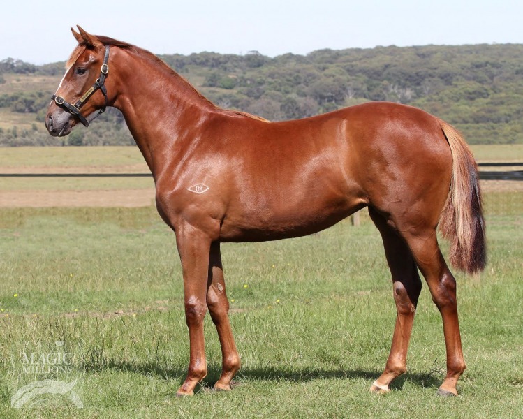 Asalwas (AUS) - photo 1