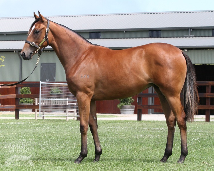 Snitzwah (AUS) - photo 1