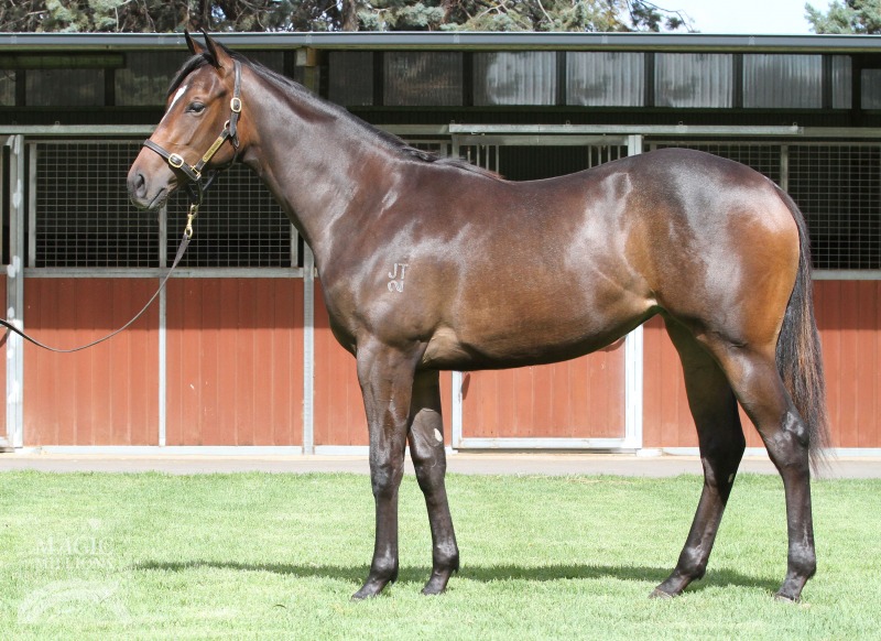 Stratum (AUS) / Melbourne Rose (NZ) - photo 1