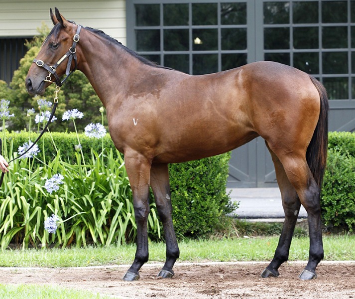 Smart Missile (AUS) / Millie Milou (NZ) - photo 1