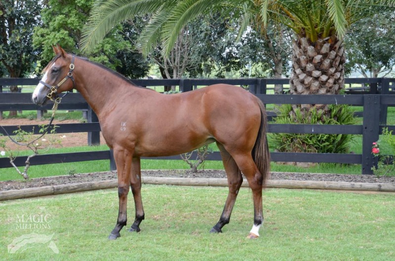 Snitzel (AUS) / Miss Fidler (AUS) - photo 1