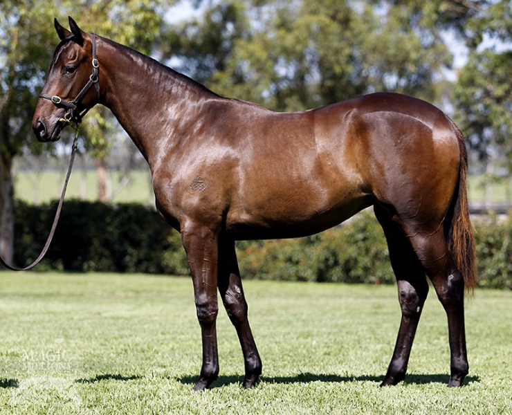 Stars And Stripes (AUS) - photo 1