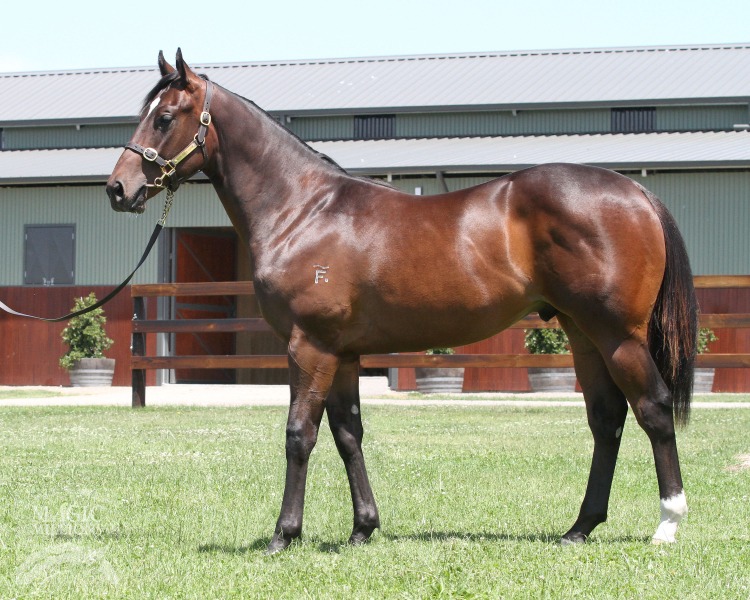 Denman (AUS) / Moama (AUS) - photo 1