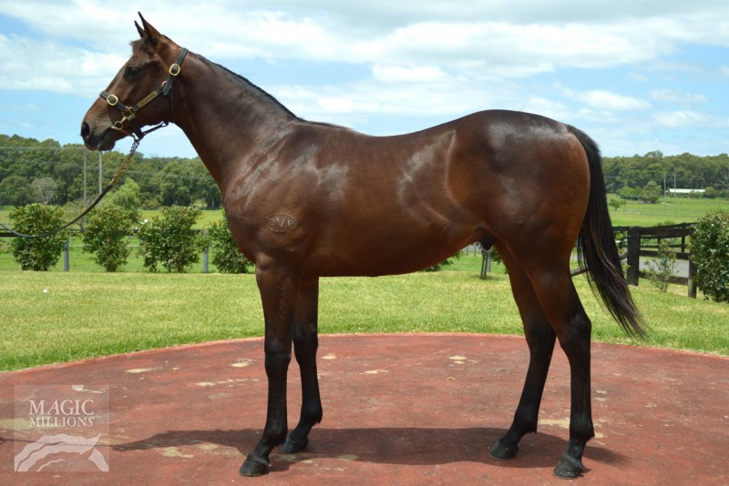 Street Cry (IRE) / More Chickens (AUS) - photo 1