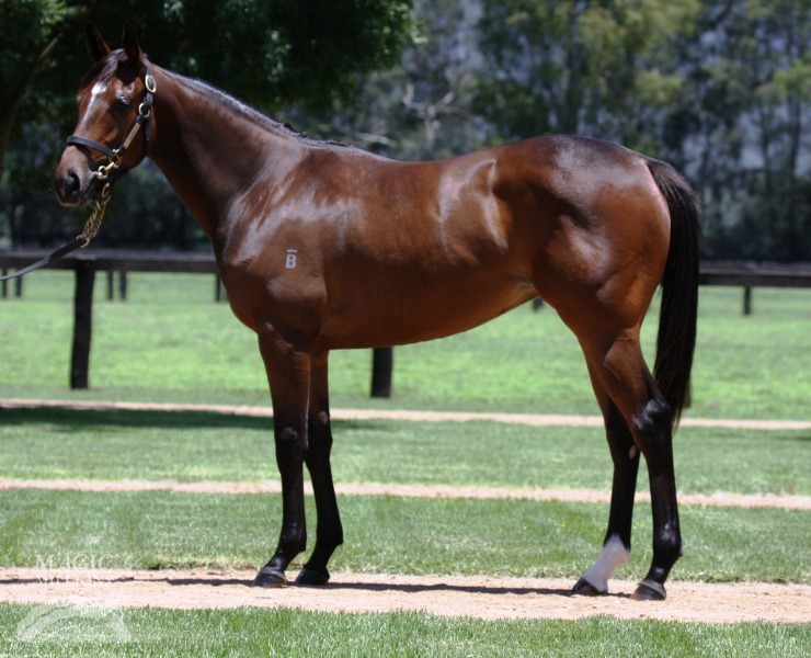 O'Reilly (NZ) / More Than Adequate (NZ) - photo 1