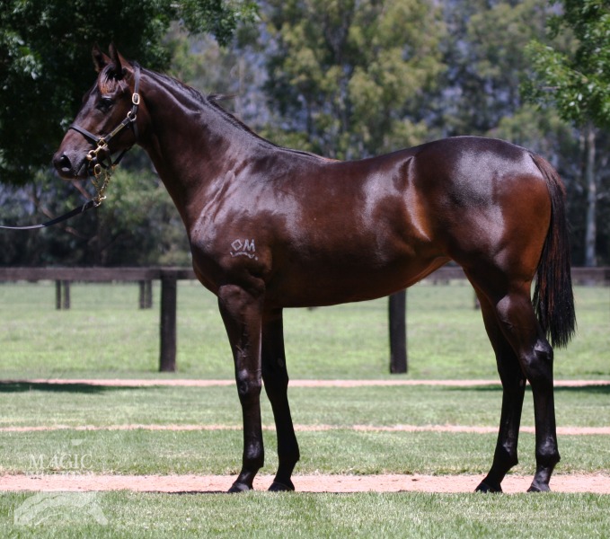 Denman (AUS) / Mosaic Gold (AUS) - photo 1