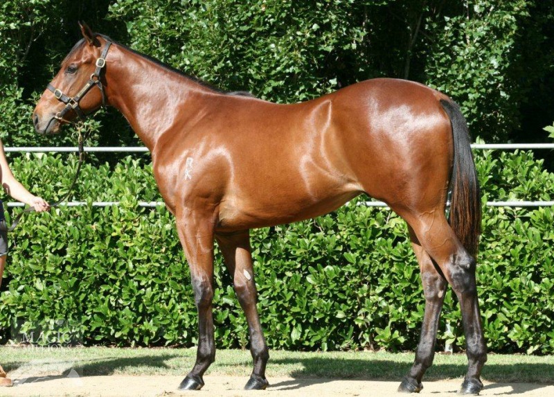 Savalas (AUS) - photo 1