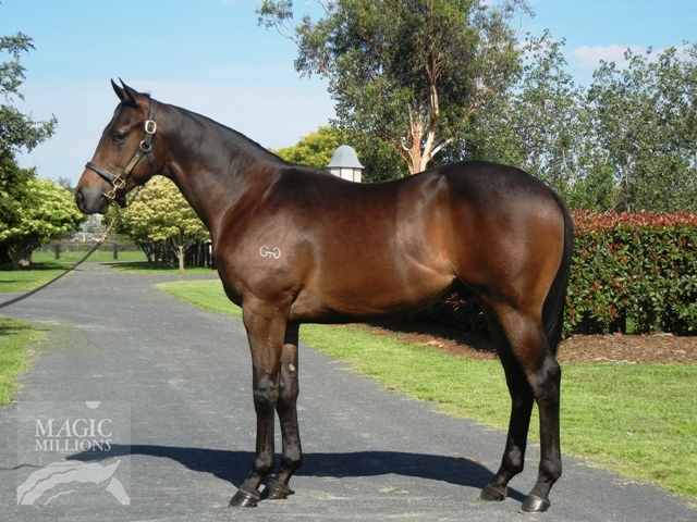 Tribal (AUS) - photo 1