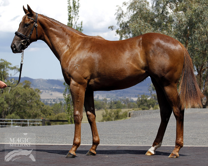 Pluck (USA) / Mrs Post (AUS) - photo 1