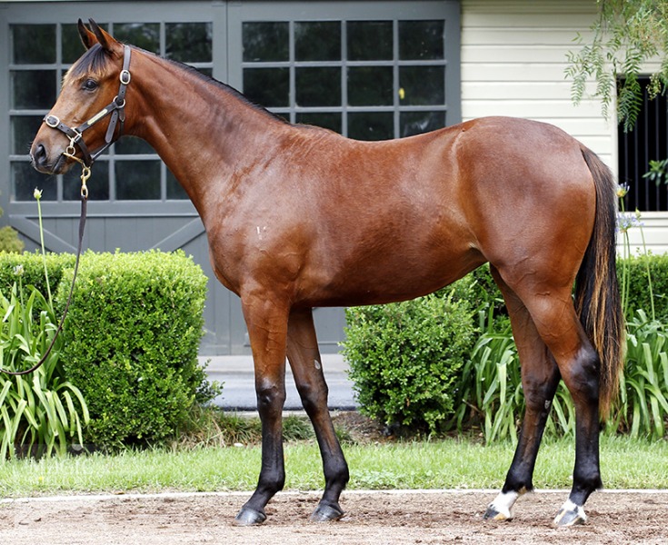 Zolani (AUS) - photo 1