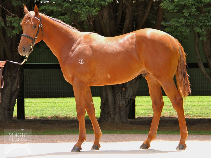 Grand Finalist (AUS) - photo 1